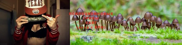 ГАЛЛЮЦИНОГЕННЫЕ ГРИБЫ Бикин